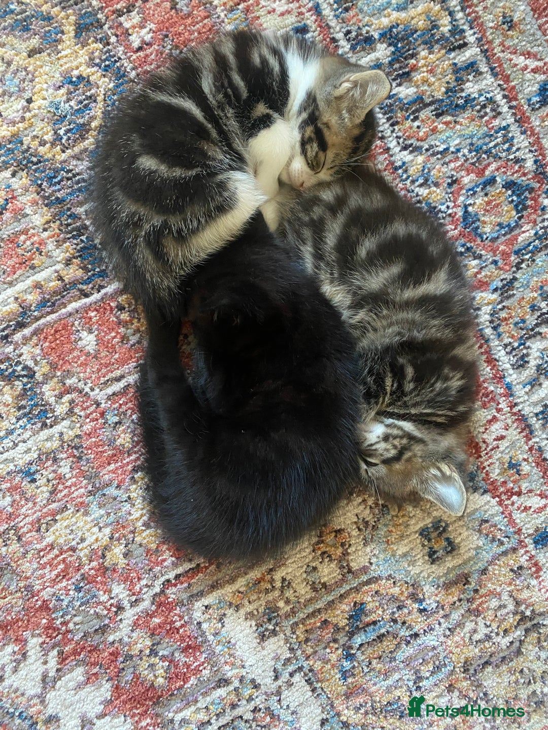 Mixed Breed cats for sale: 3 kittens available Portsmouth - Advert 10