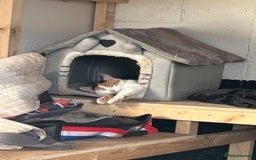 British Shorthair cats for sale: Farm kittens well socialised  - Image 5