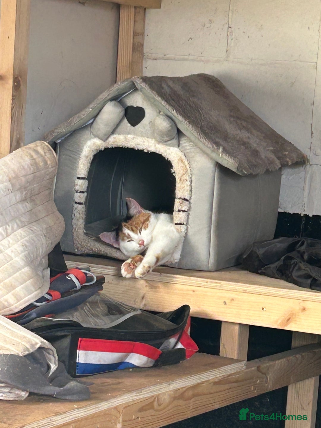 British Shorthair cats for sale: Farm kittens well socialised  - Image 5