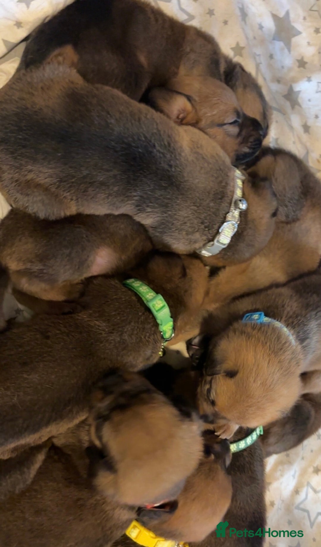 Mixed Breed dogs for sale: Boxwillers - Image 20