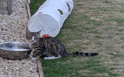 Domestic Shorthair cats for sale: Kittens for sale  - Image 3