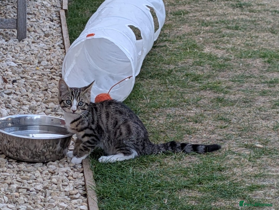 Domestic Shorthair cats for sale: Kittens for sale  - Image 3