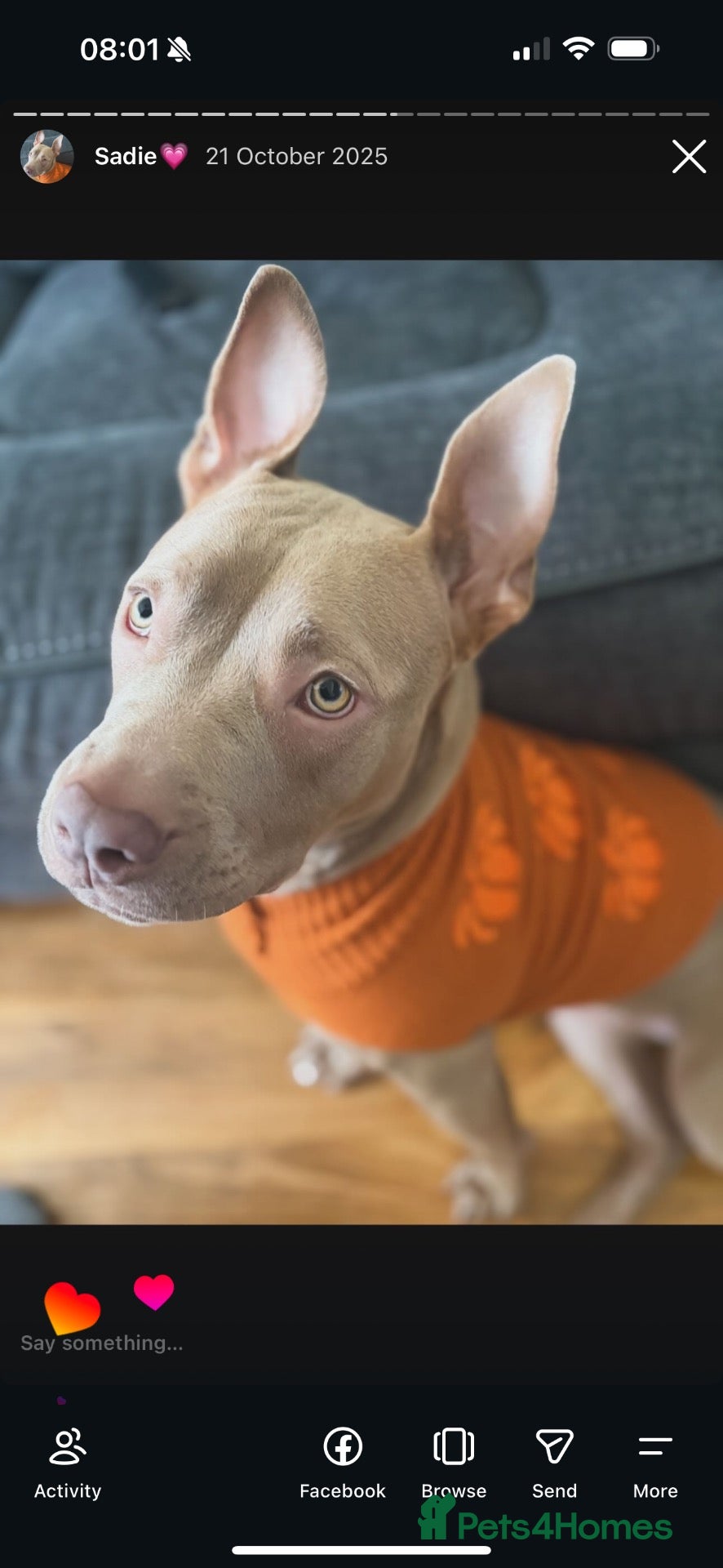 Mixed Breed dogs 1year old pocket / staff , sadie - Advert 5