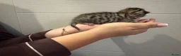 Bengal cats for sale: Beautiful bengal kittens  in Watlington - Advert 16