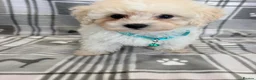 Maltipoo dogs for sale: Happy,loving affectionate Health Tested Maltipoo’s - Advert 31