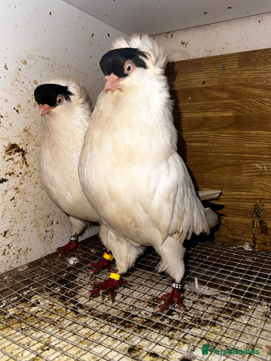 Pigeons birds for sale: Mixed pigeons  - Advert 1