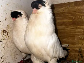 Pigeons birds Mixed pigeons - Advert 6