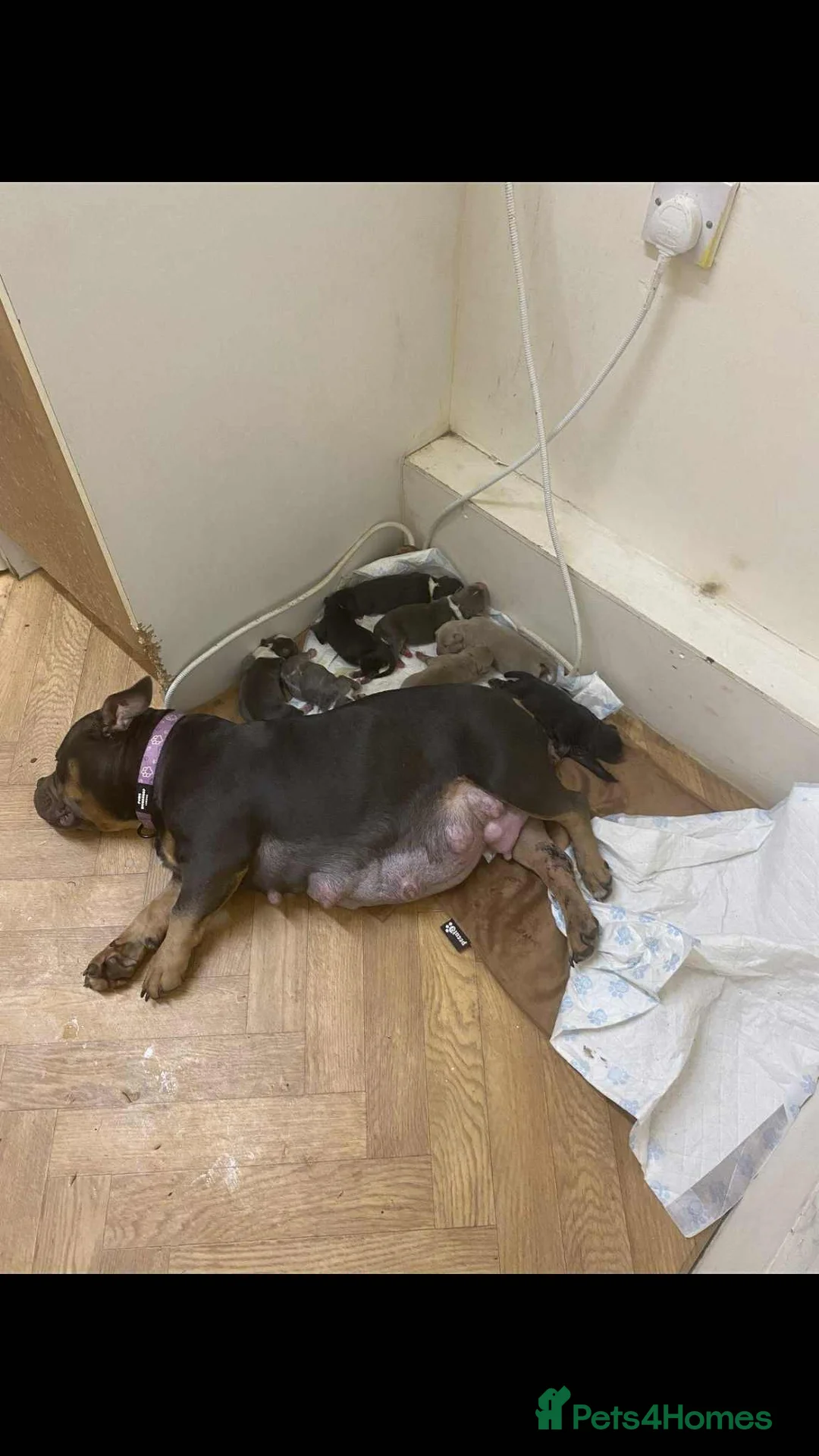 American Bully dogs for sale: 2 amazing puppies left mcglovin bloodline - Advert 10