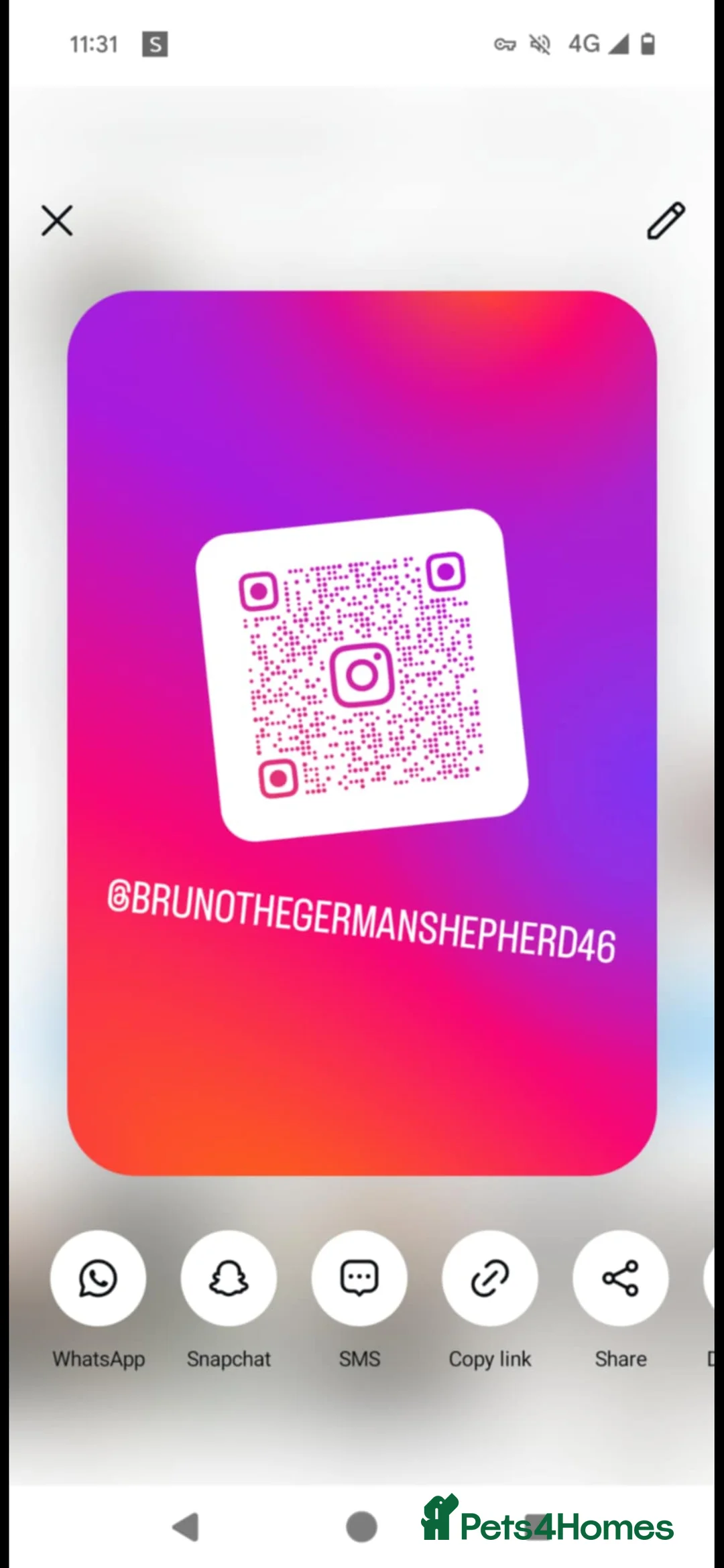 German Shepherd dogs for stud: Chunky GSD male for stud  in Redcar - Advert 19