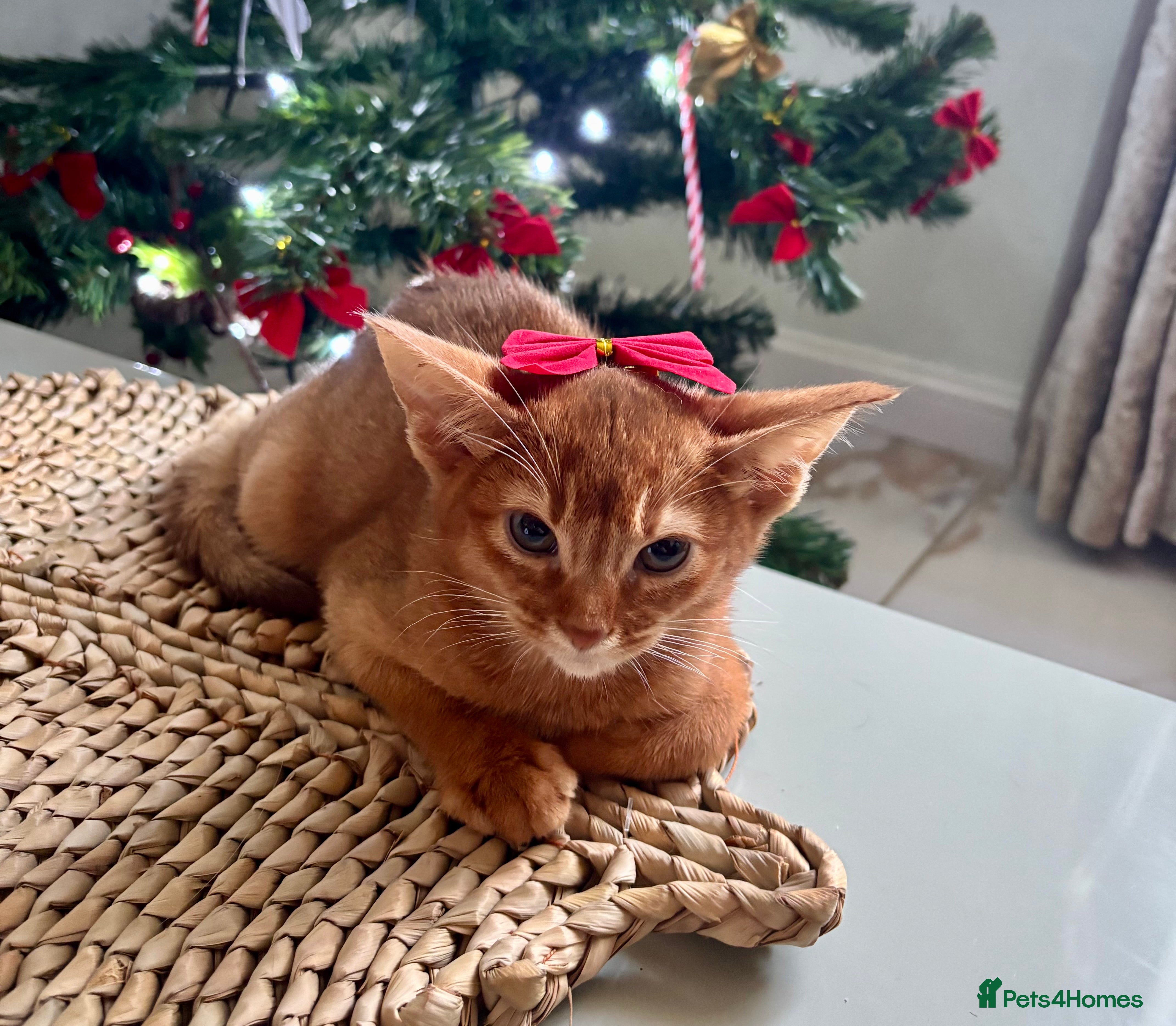 Abyssinian cats NOW READY Tica registered Abyssinian kittens  - Advert 1