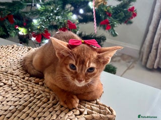 Abyssinian cats NOW READY Tica registered Abyssinian kittens - Advert 2