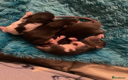 Rat rodents for sale: Rats looking for 5* homes only  - Image 21