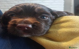 Sprocker dogs for sale: Exceptional working-line puppies for loving homes! - Image 20