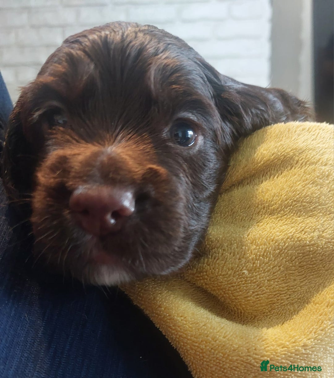 Sprocker dogs for sale: Exceptional working-line puppies for loving homes! - Image 20
