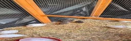Mixed Breed birds for sale: California, bob white, button, jumbo quails sale - Advert 12