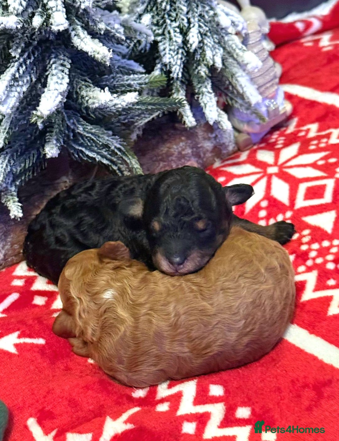 Toy Poodle dogs for sale: Beautiful Red & Phantom Toy Poodle's! KCregistered - Advert 16