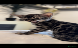 Bengal cats for sale: 1silver female  bengal 1charcoal male bengal pure - Image 7