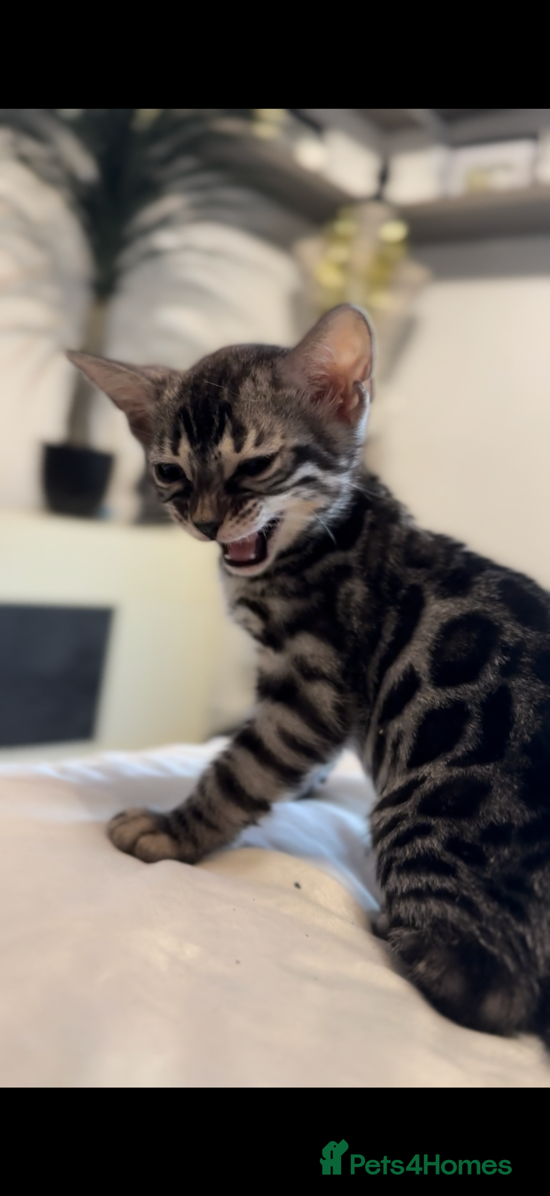 Bengal cats for sale: 1silver female  bengal 1charcoal male bengal pure - Image 7