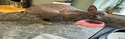 Sphynx cats for sale: 4 Year old sphynx cat for sale - Advert 3