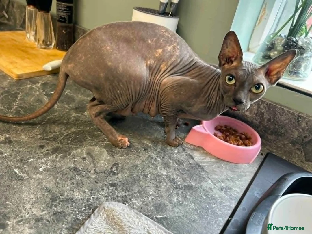 Sphynx cats for sale: 4 Year old sphynx cat for sale - Advert 3
