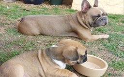 French Bulldog dogs for sale: BINGO  - Image 10
