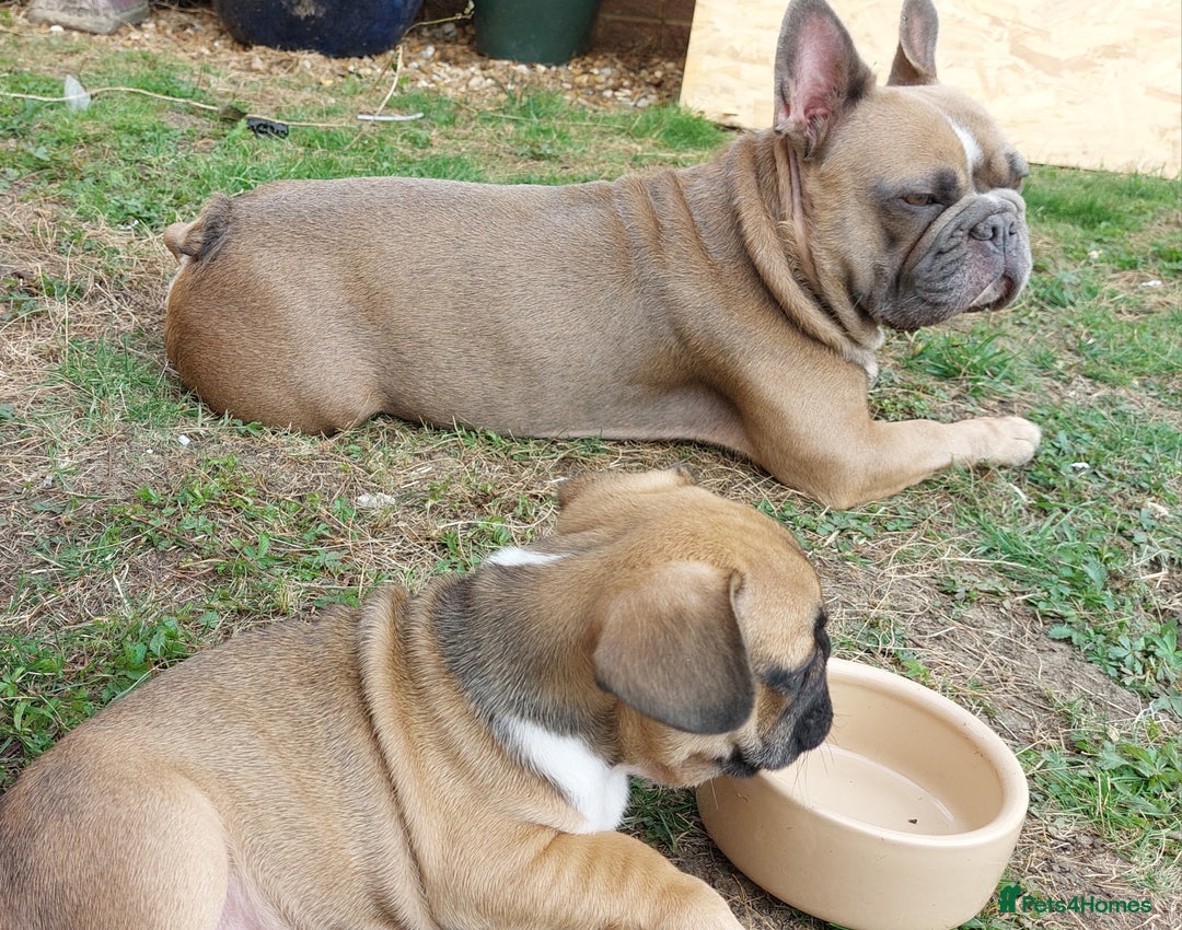 French Bulldog dogs for sale: BINGO  - Image 10