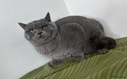 British Shorthair cats for sale: Full Pedigree Bonded Brothers  - Advert 1