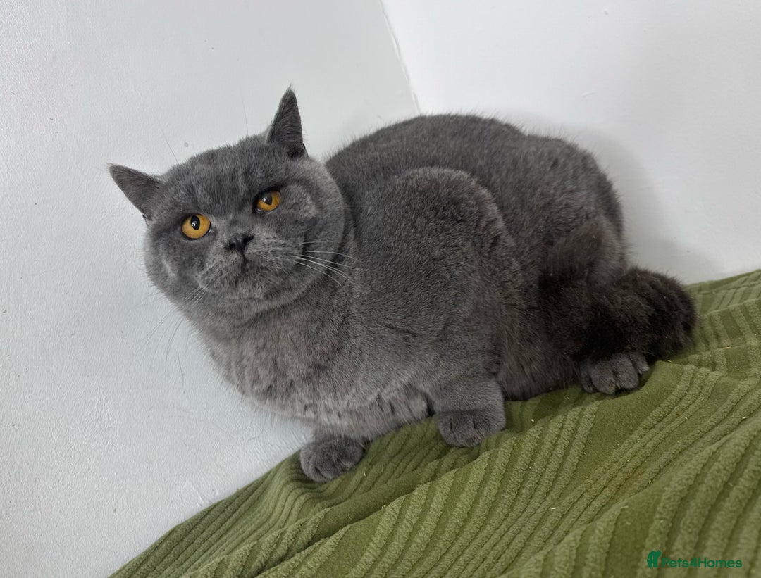 British Shorthair cats for sale: Full Pedigree Bonded Brothers  - Advert 1