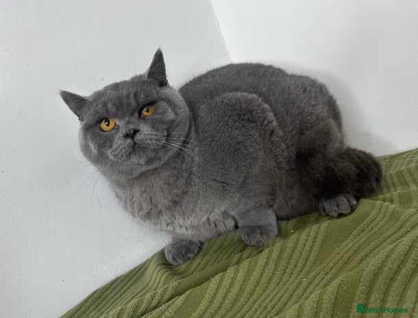 British Shorthair cats Full Pedigree Bonded Brothers - Advert 1