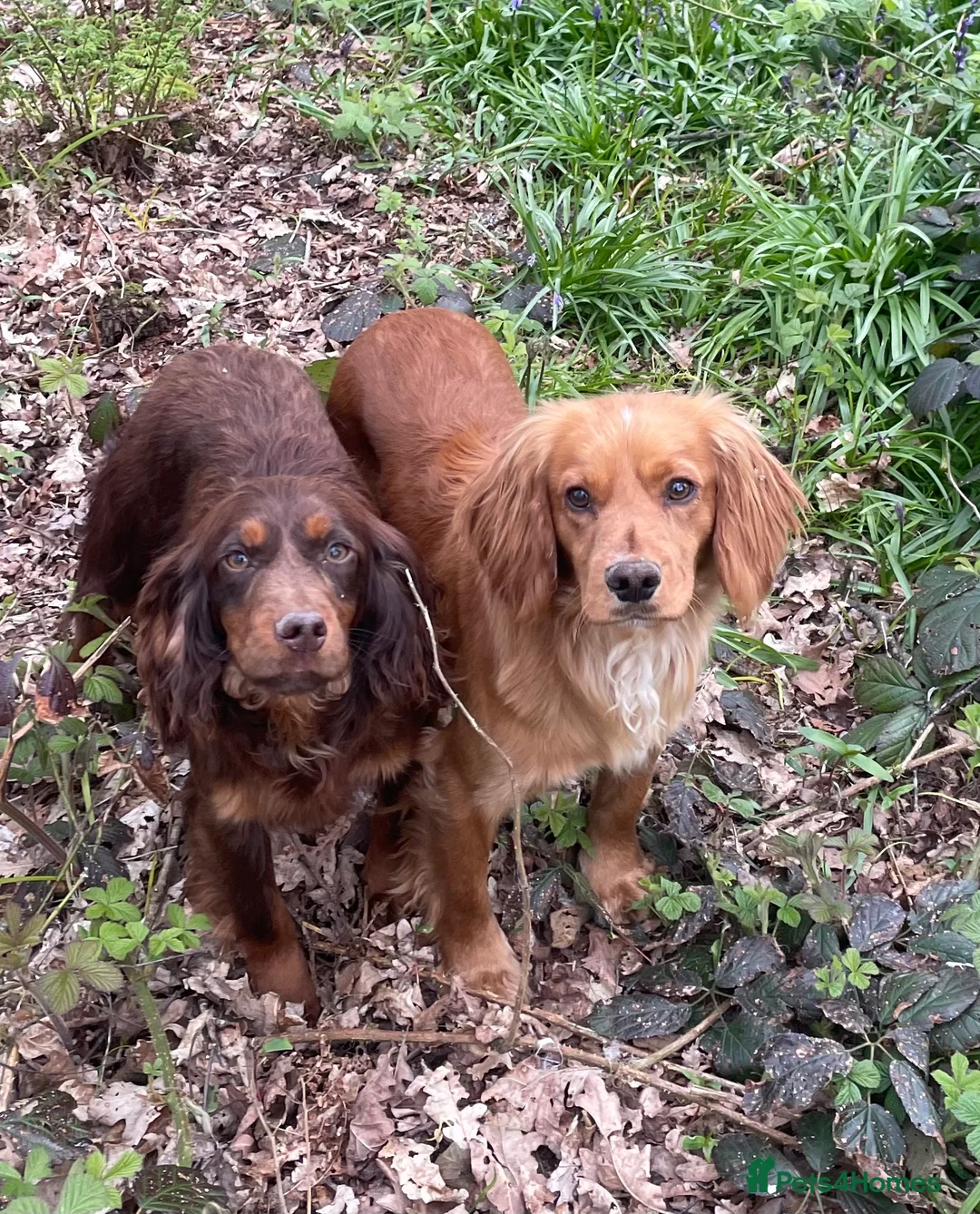 Cocker Spaniel dogs for stud: Small, Compact Health Tested Working Cocker at Stu in Harrogate - Advert 16