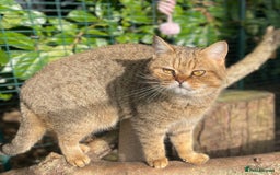 British Shorthair cats for sale: Stunning British shorthair - Image 28