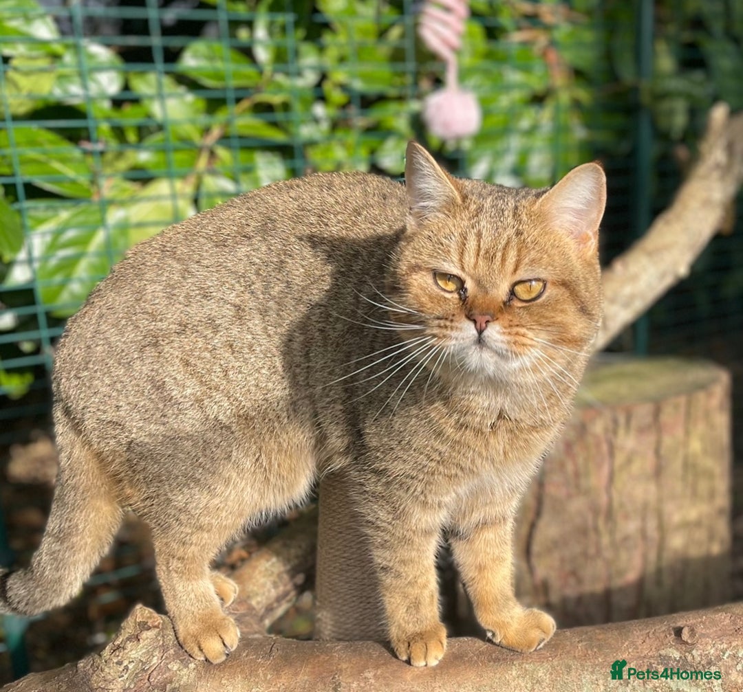 British Shorthair cats for sale: Stunning British shorthair - Image 28