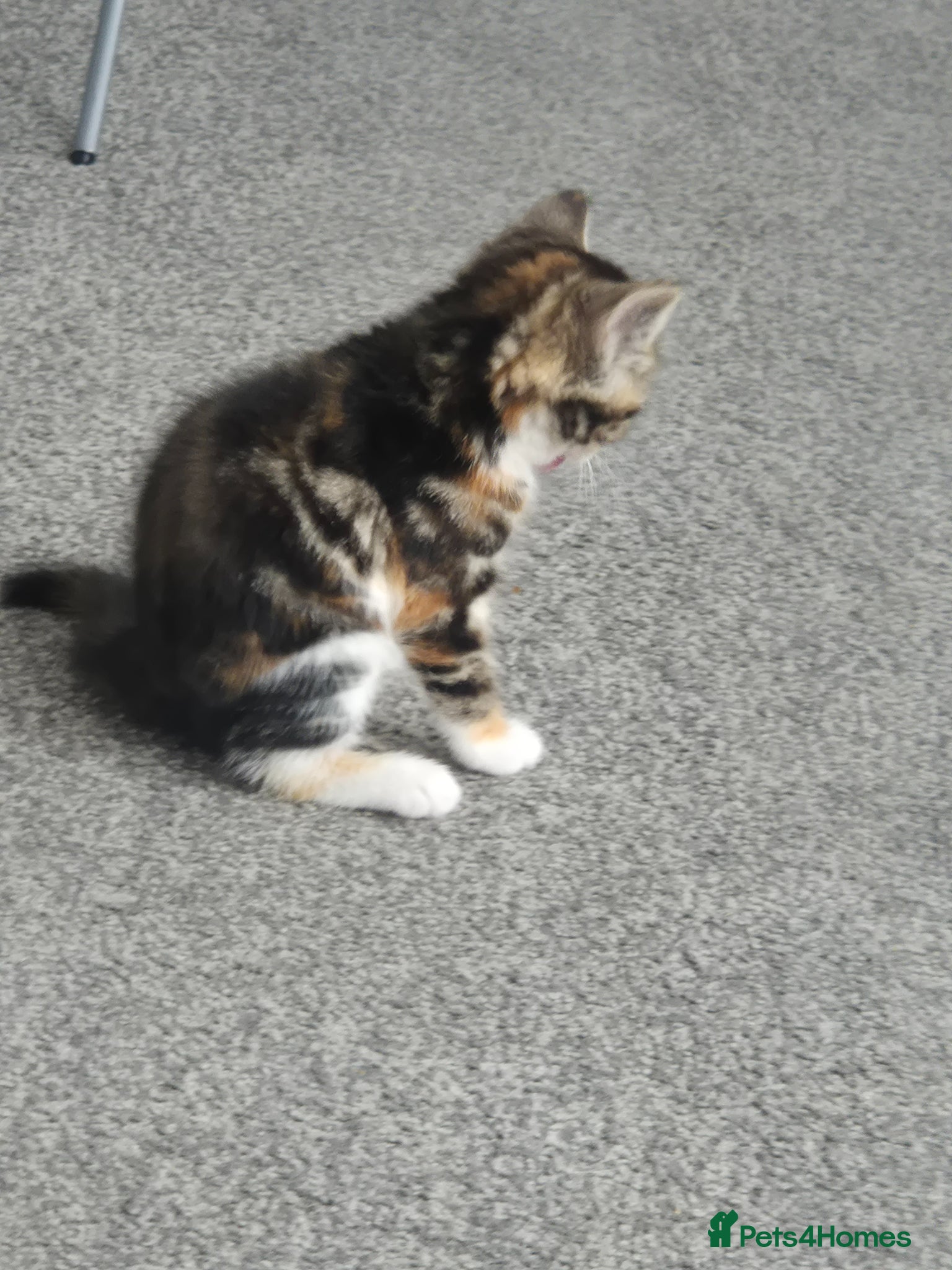 British Shorthair cats for sale: Three adorable kittens  in London - Advert 8