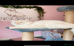 Ragdoll cats for sale: Red ragdoll stud for sale  - Image 4