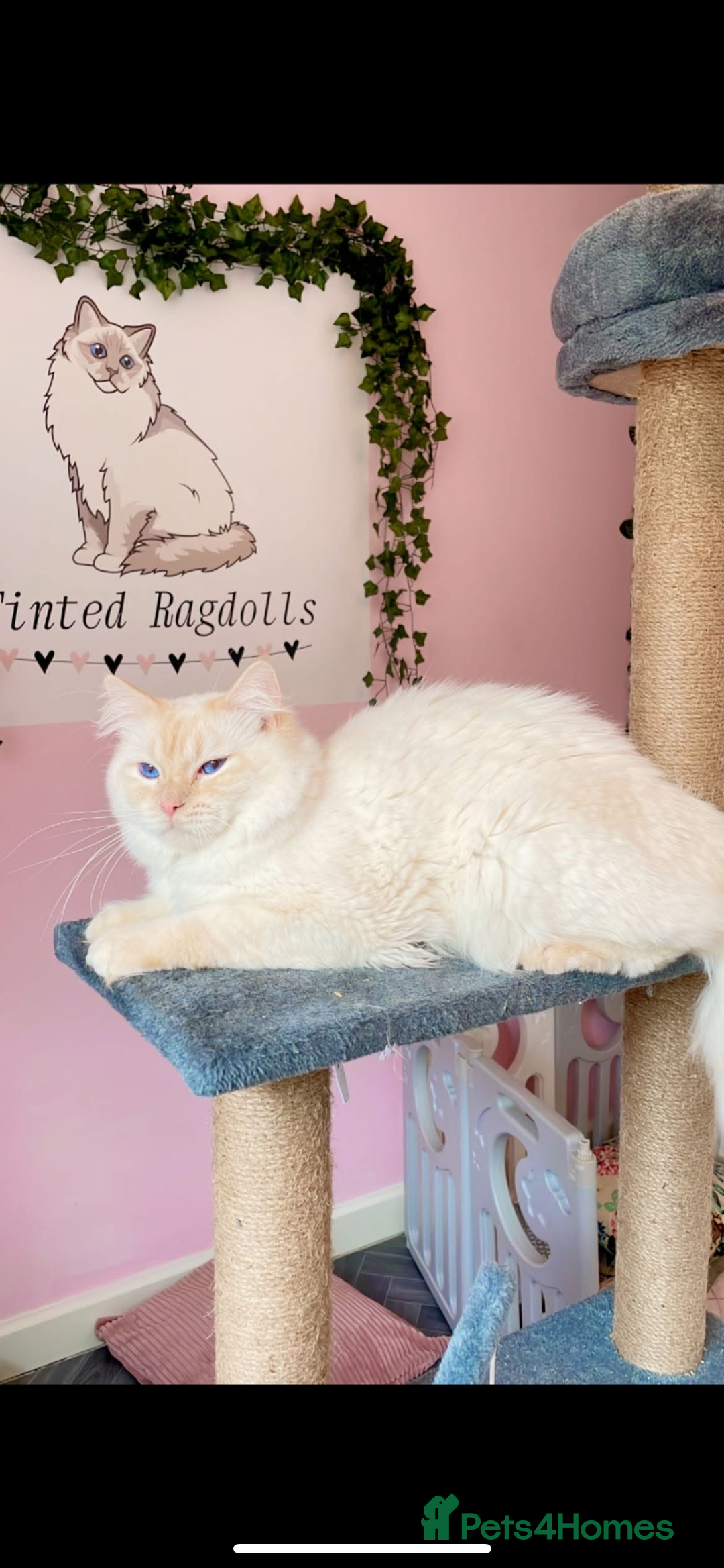 Ragdoll cats for sale: Red ragdoll stud for sale  - Image 4