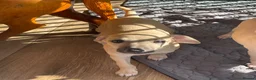 Italian Greyhound dogs for sale: 5 wonderful Wiggy’s licensed breeder  - Advert 29