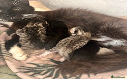 Domestic Shorthair cats for sale: Domestic short/long hair kittens - Image 2
