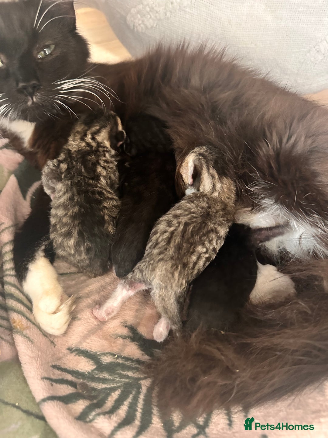 Domestic Shorthair cats for sale: Domestic short/long hair kittens - Image 2