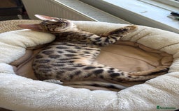 Savannah cats for sale: Savannah x Bengal - Image 4