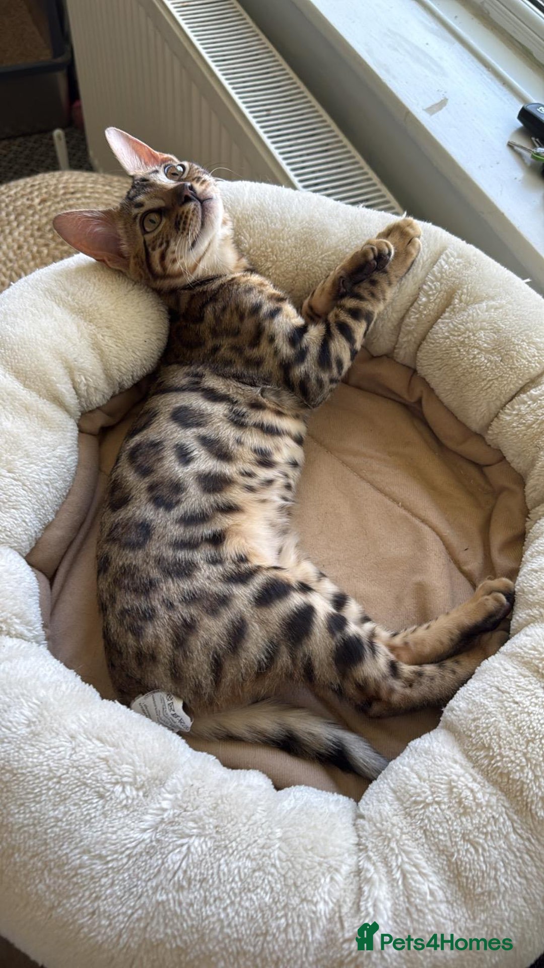 Savannah cats for sale: Savannah x Bengal - Image 4