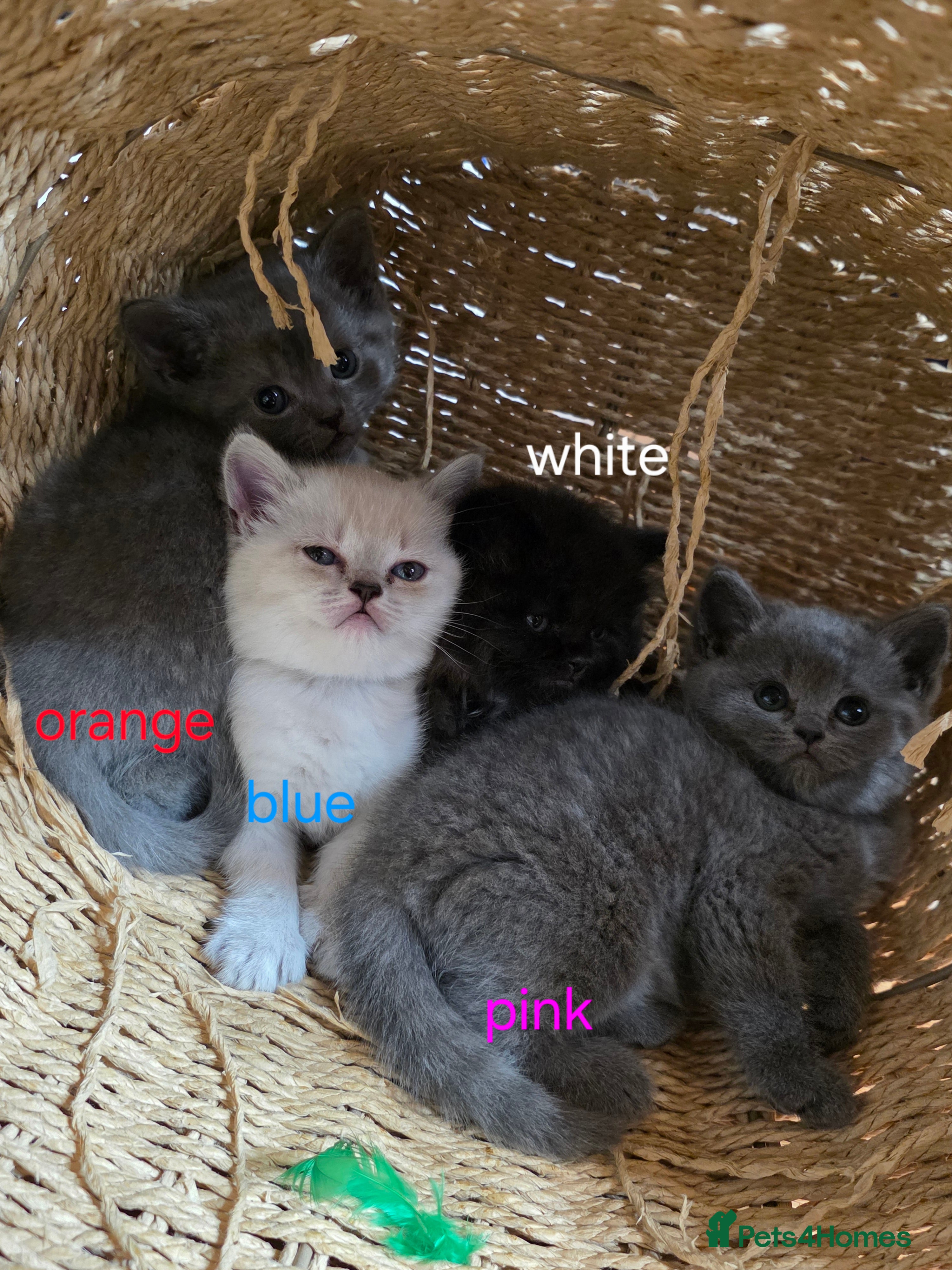 British Shorthair cats 🔥 Stunning British Shorthair Kittens to Reserve - Advert 14