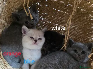 British Shorthair cats 🔥 Stunning British Shorthair Kittens to Reserve - Advert 14