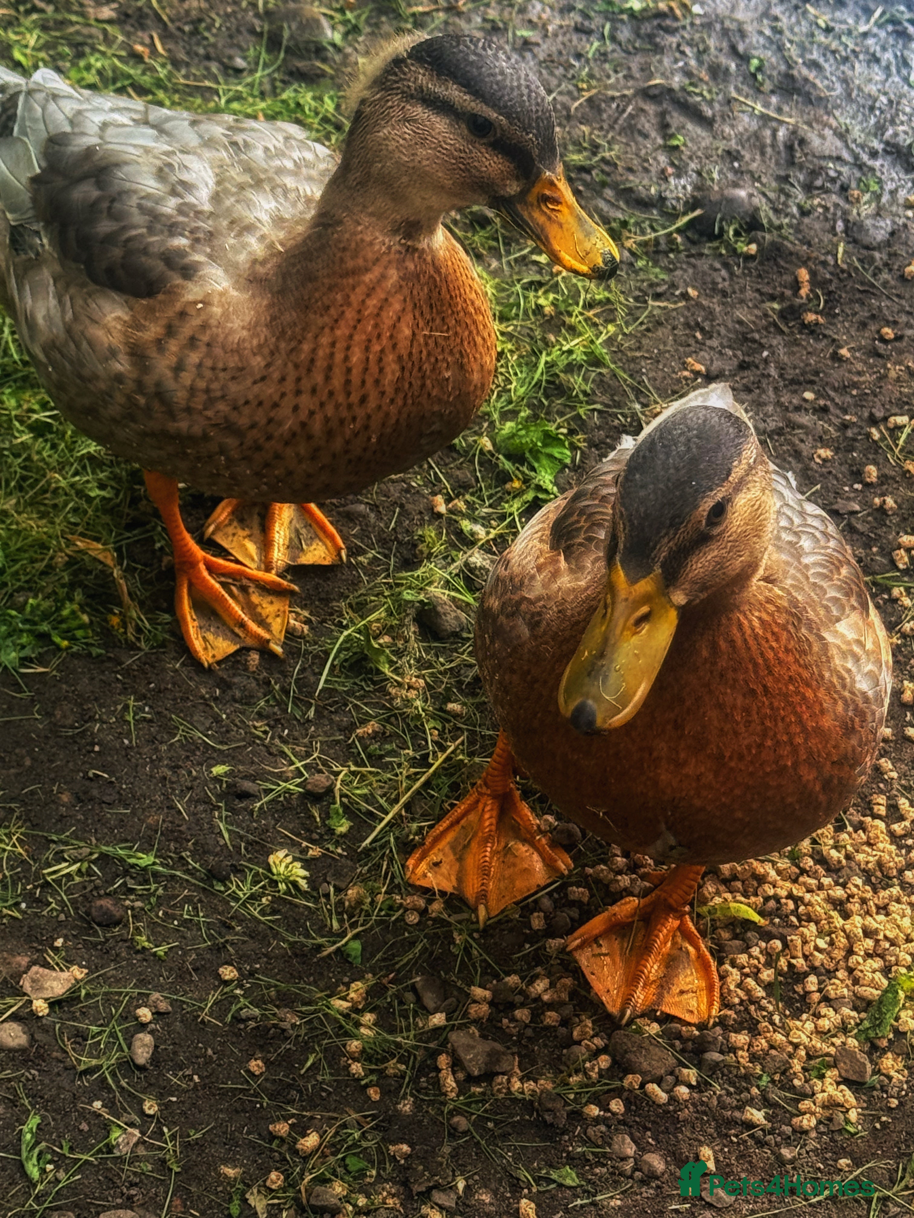 Ducks poultry Two Call Duck Drakes - Advert 1