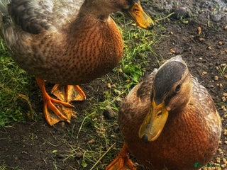 Ducks poultry Two Call Duck Drakes - Advert 2