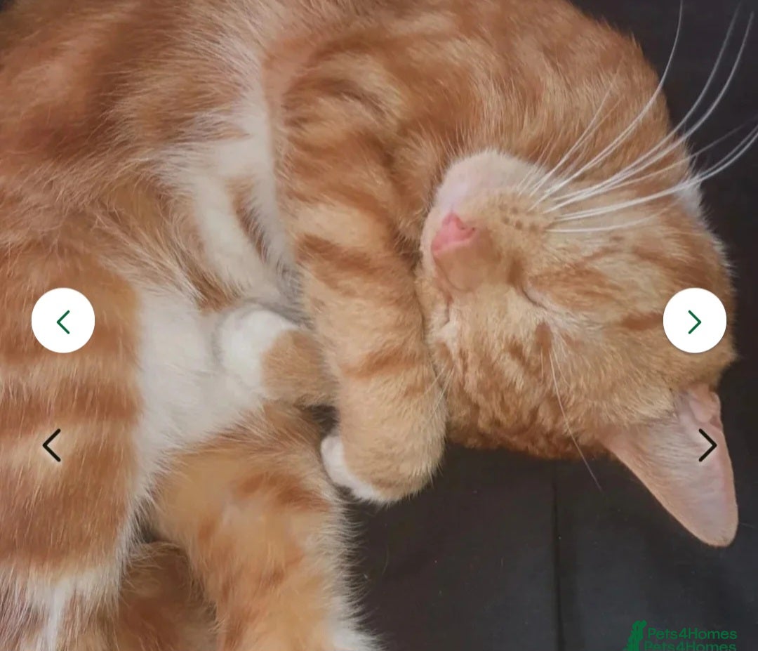 Mixed Breed cats for sale: Rehoming gizmo and ash  - Image 8