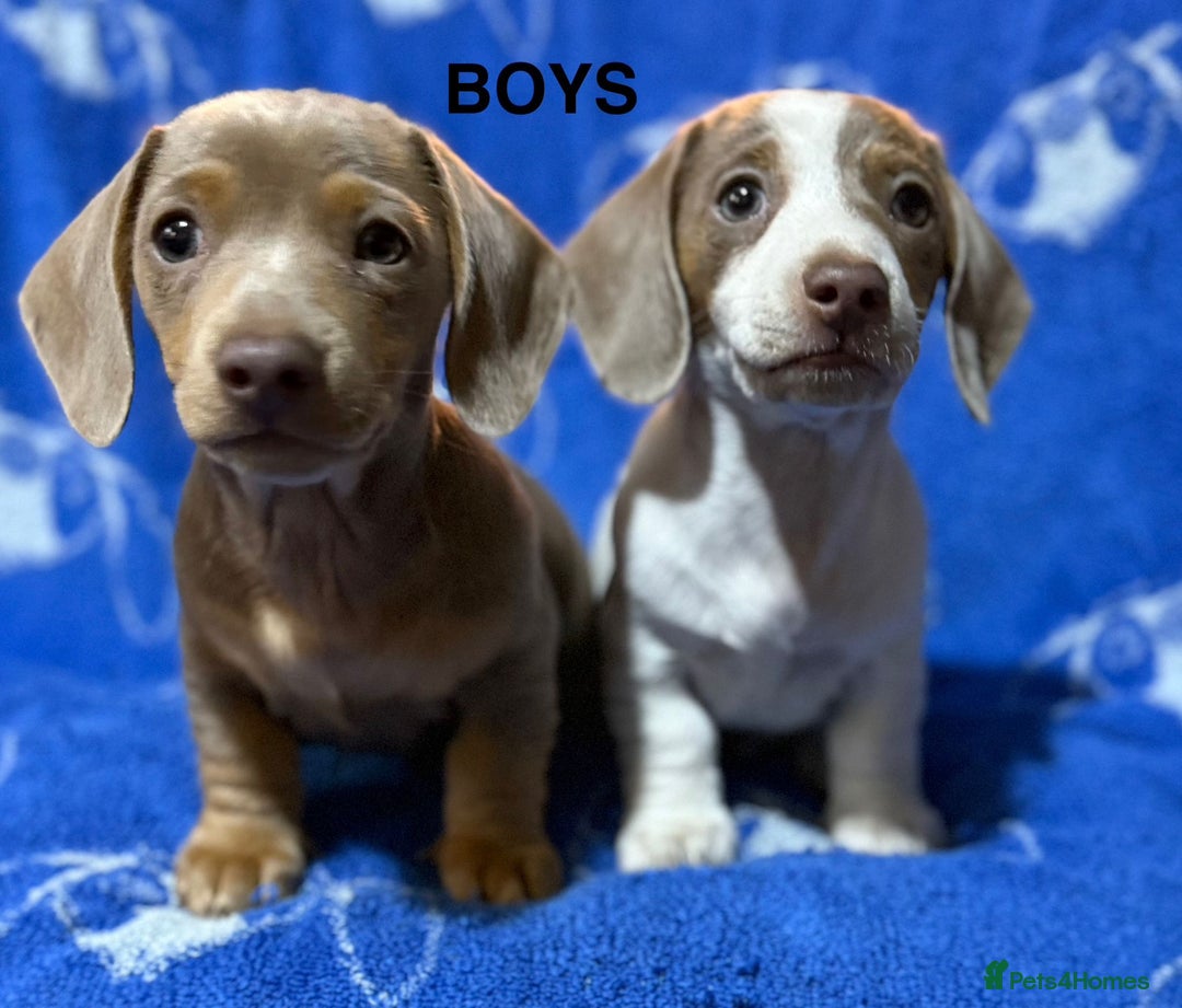 Dachshund dogs for sale: Dachshunds  - Image 8