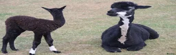 Alpaca livestock for sale: Entire Male Alpaca - Advert 2
