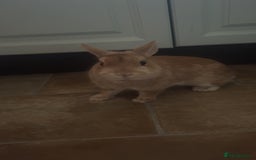 Netherland Dwarf rabbits for sale: Golden Netherland Dwarf - Image 9