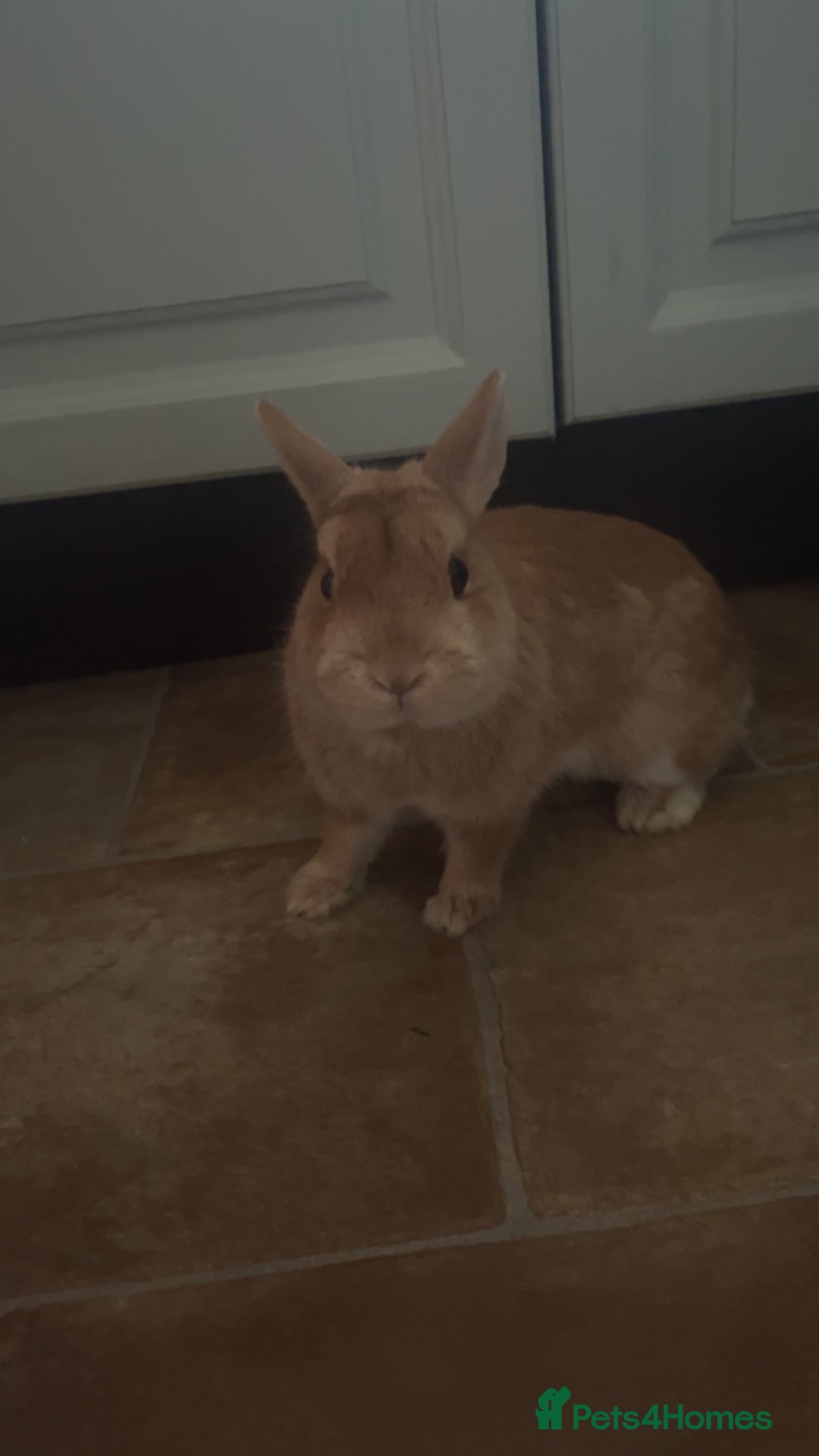 Netherland Dwarf rabbits for sale: Golden Netherland Dwarf - Image 9