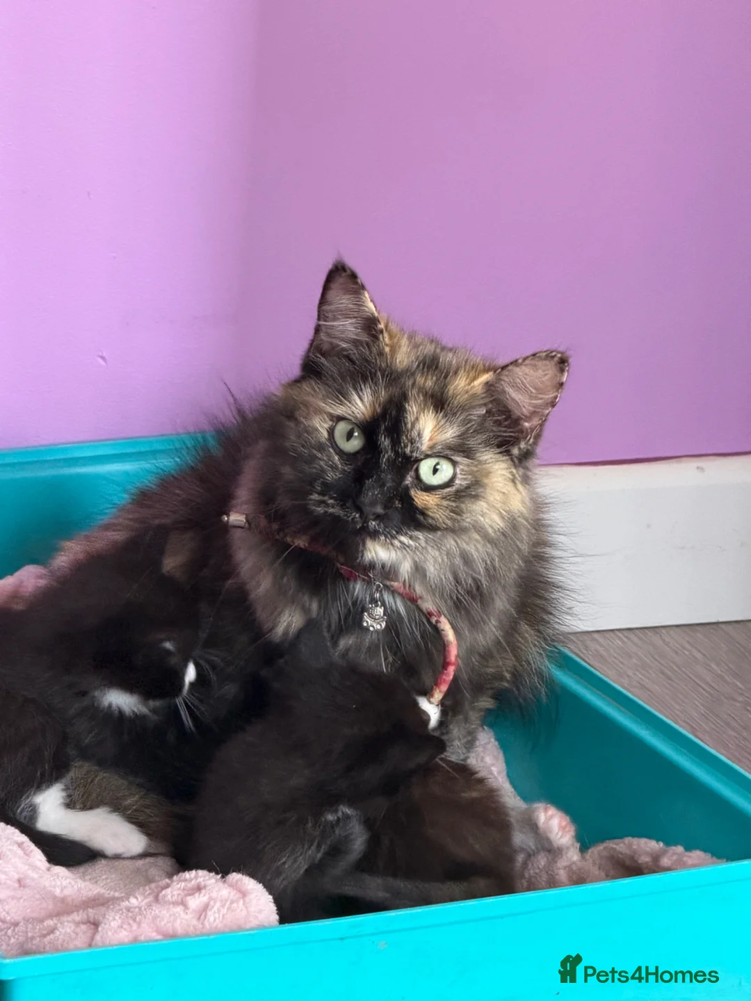 Ragdoll cats for sale: Mix kittens (ragdoll mom) - Advert 12
